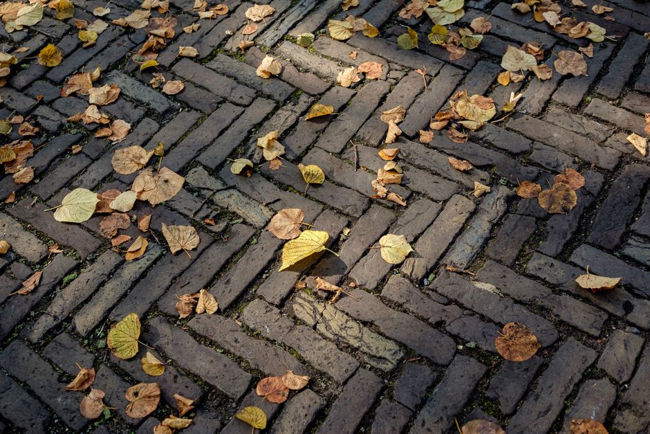 Close-up view of a section of a paved sidewalk in Holland Park, showing grey bricks bordered by a concrete curb. One brick in the center displays painted text reading 'HOND IN DE GOOT', indicating a d